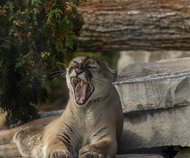GettyImages-1177849874.jpg fjallaljón